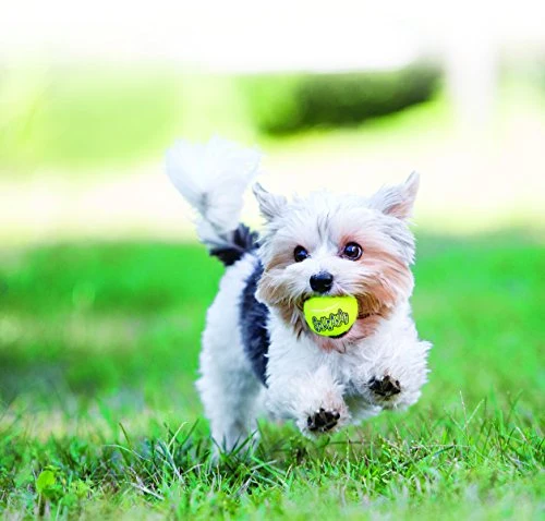 Kong Squeak Air Balls Juguete para perro (6 unidades), mediano