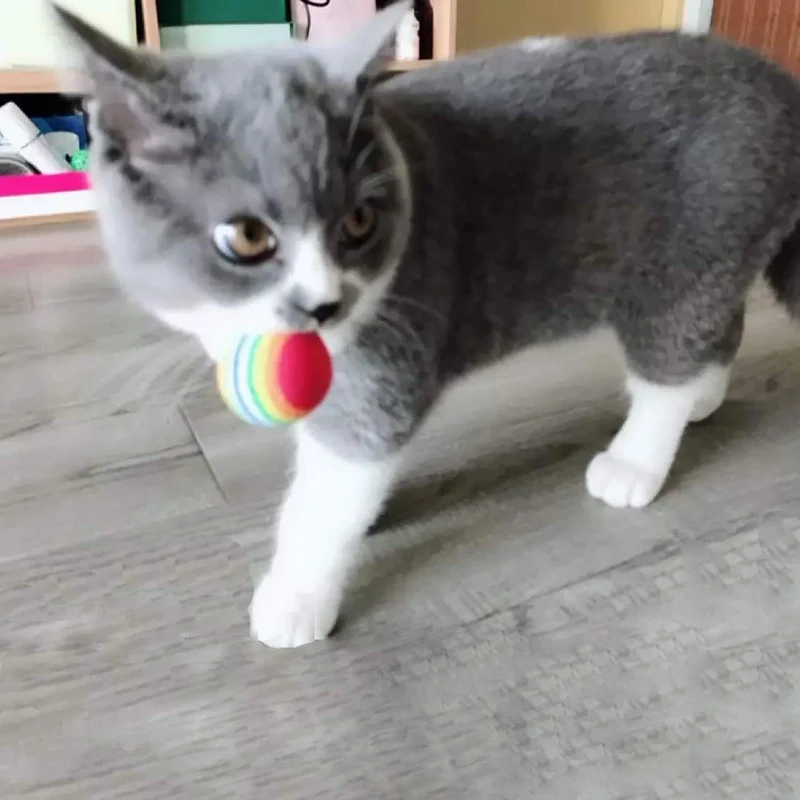 Depets - Juego de juguetes interactivos para gatos, 16 piezas, incluye toalla de plumas, juguete para gatos, pelotas de gato (puede variar)