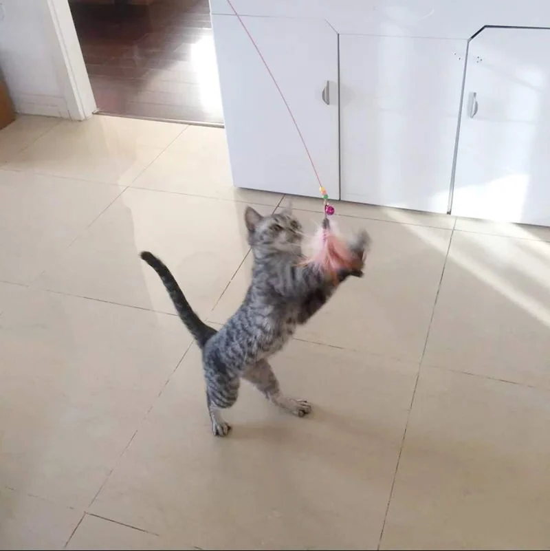 Depets - Juego de juguetes interactivos para gatos, 16 piezas, incluye toalla de plumas, juguete para gatos, pelotas de gato (puede variar)