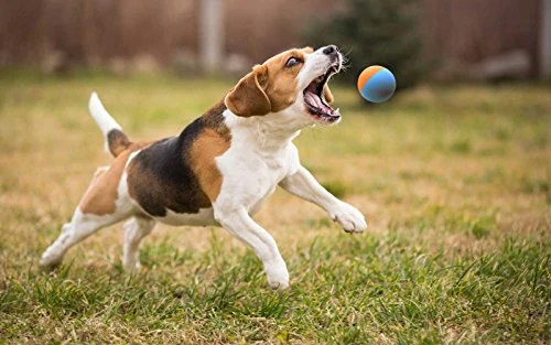 Bolas de goma para perro, tamaño de pelota de tenis, prácticamente indestructibles (3 unidades)