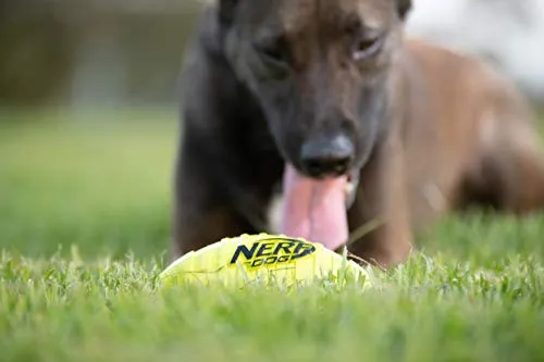 Juguete para perro Nerf de goma