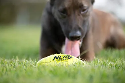 Juguete para perro Nerf de goma