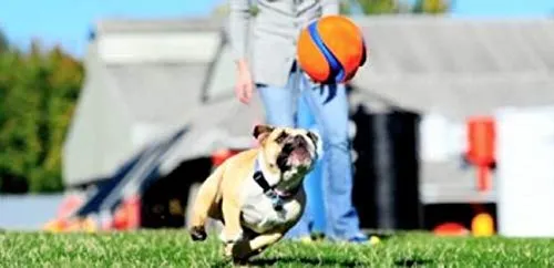 Chuckit Kick Fetch Toy Ball for Dogs