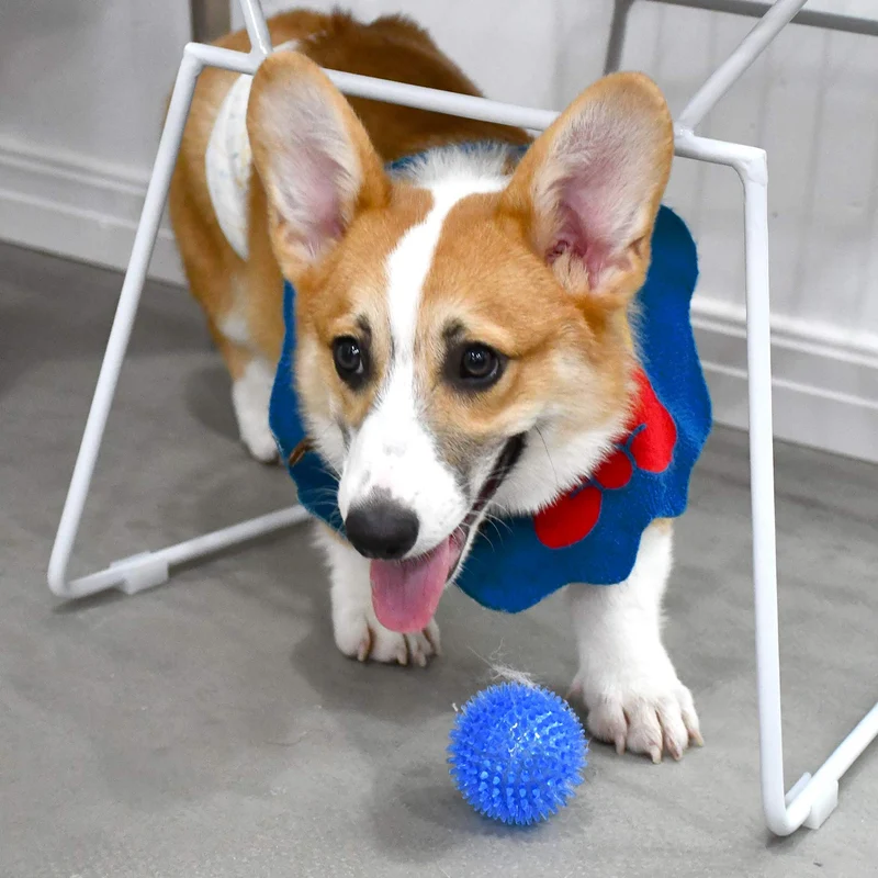 Bolas chirriantes para perros pequeños, pelotas de goma para perros, 6 unidades, colores brillantes, bolas de juguete para perro, juguetes chillones para perros, juguetes para masticar para perros pequeños, juguetes de dentición para cachorros