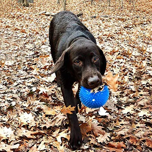 gnawsome Squeek & Light Up Ball Dog Toy, 4.5," extragrande colores variarán