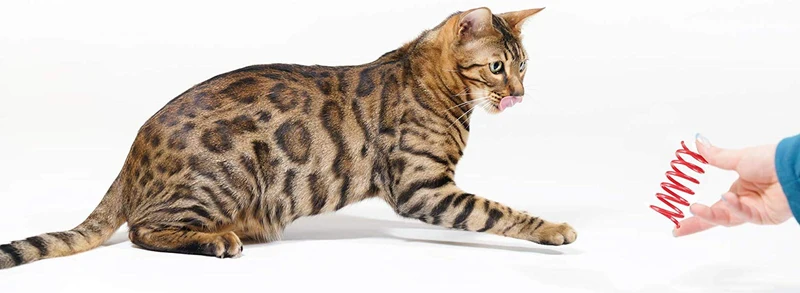 Juguetes de primavera para gatos estilo Tamu (60 unidades), bobinas divertidas para gatitos, plástico libre de BPA para swatting, morder, caza y juego saludable activo, espirales coloridas de 2.0 in