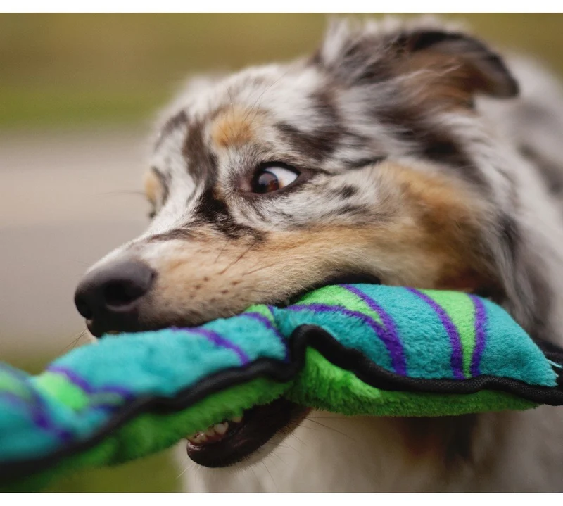 Outward Hound Invincibles Plush, juego para perros duradero sin relleno, serpiente, azul y verde