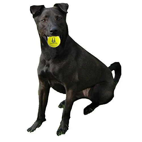 HypetPet - Pelotas de tenis (4 unidades)