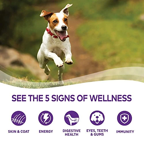 Wellness Complete Health Natural Dry Small Breed Dog Food Small Breed Turkey & Oatmeal