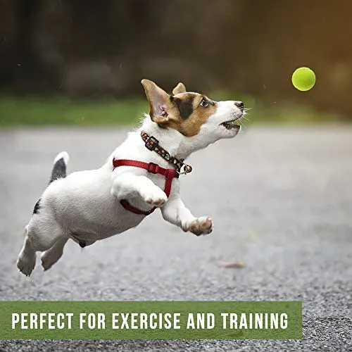 Hyper Pelotas de tenis para perros [Juguetes seguros para perros para ejercicio y entrenamiento] (bolas de tenis para perros de colores brillantes, fácil de localizar)