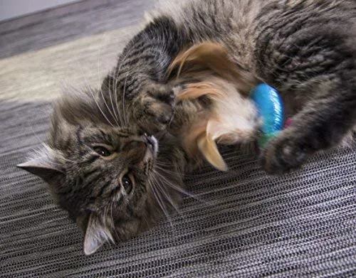 SmartyKat Juguetes electrónicos para gatos