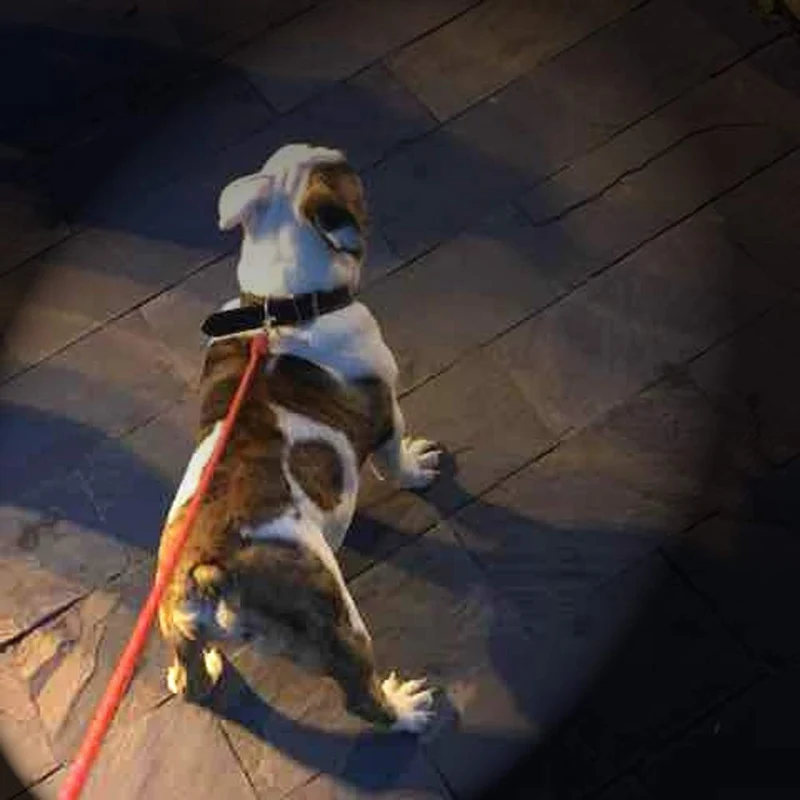 ¡Vamos! En la herramienta de entrenamiento de mascotas recargable, 3 modos, 7 en 1, juguete ligero para gatos + una pequeña etiqueta para mascotas