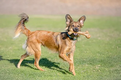 Pet Qwerks Dinosaurio BarkBone con real Bacon perro masticar juguete para masticadores agresivos, fabricado en Estados Unidos