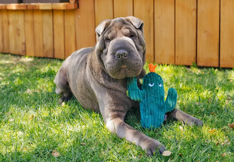 Peluche Cactus