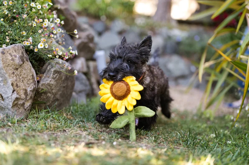 Peluche Girasol