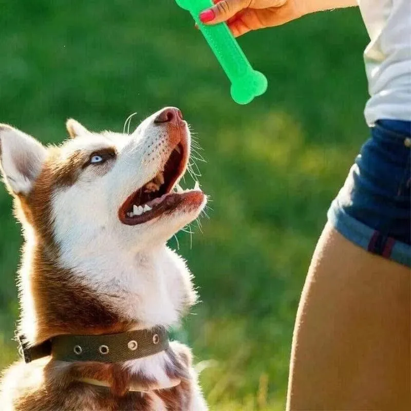 Jouet en Caoutchouc Résistant pour Chiens
