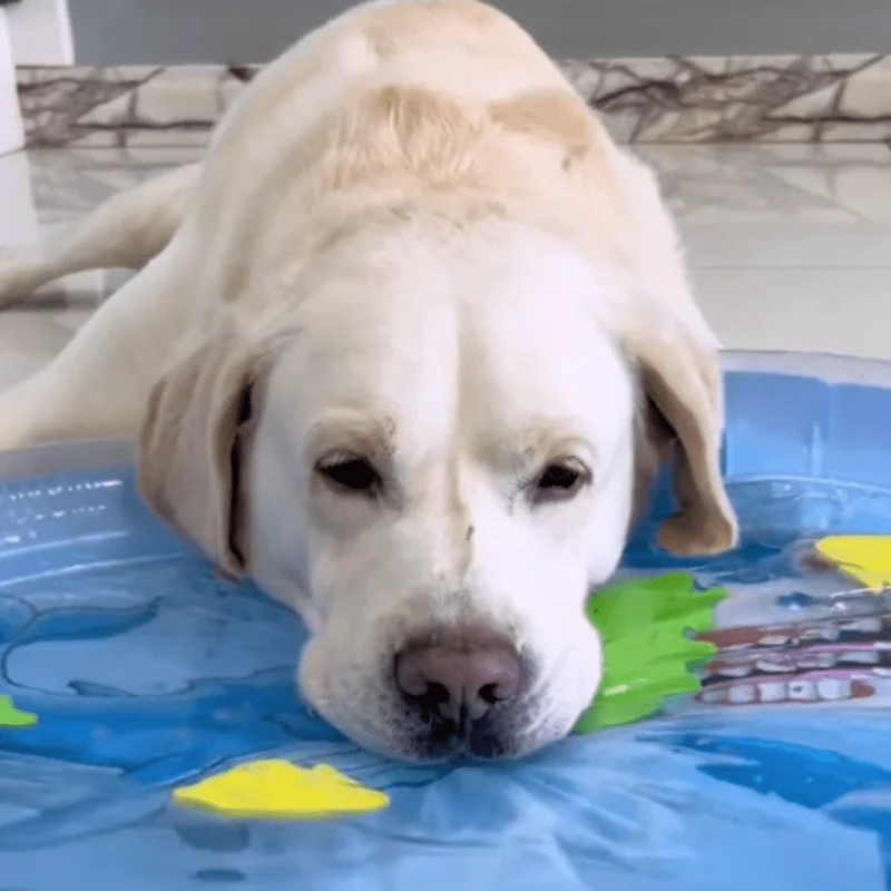 Tapis d'eau rafraîchissant interactif pour chiens