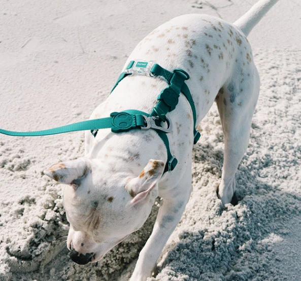 Zee.Dog Amazonia H Harness