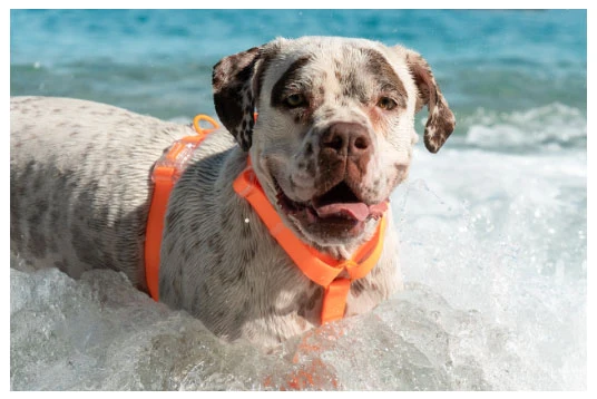 Zee.Dog Tangerine H Harness