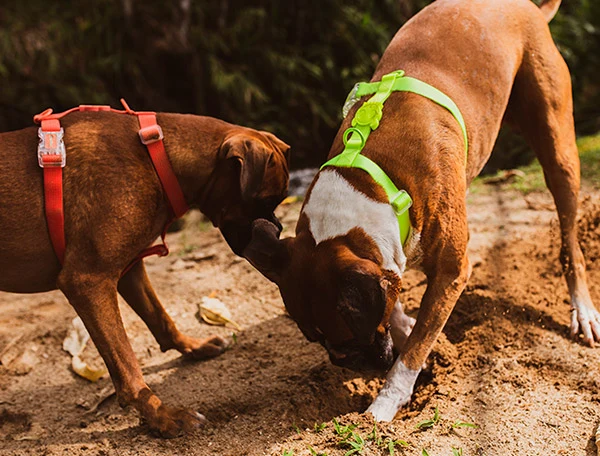Zee.Dog Neopro Lime Harness