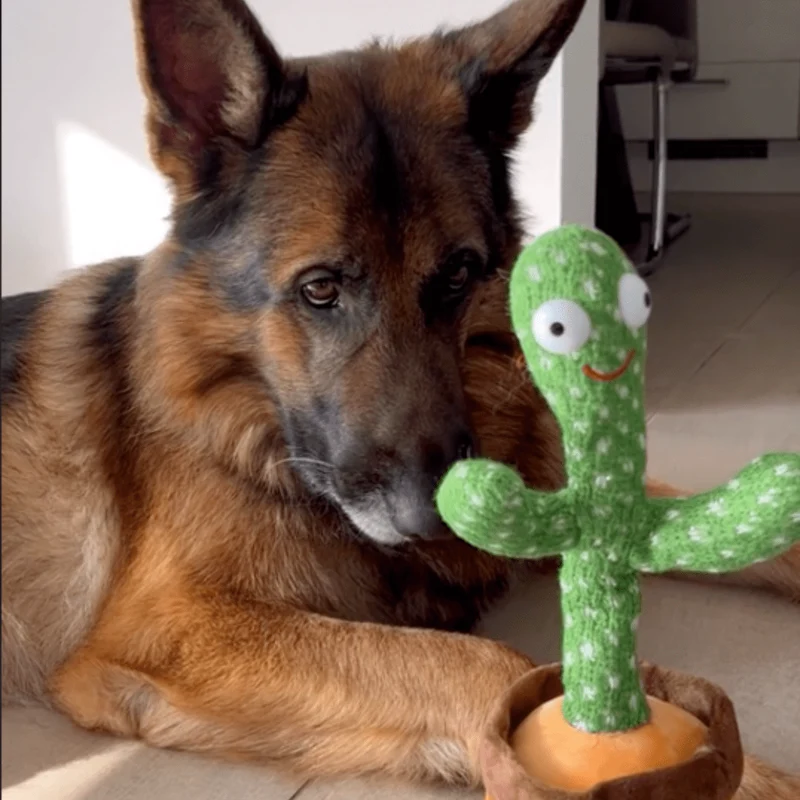 Cactus Parlant : Jouet Amusant pour Chiens
