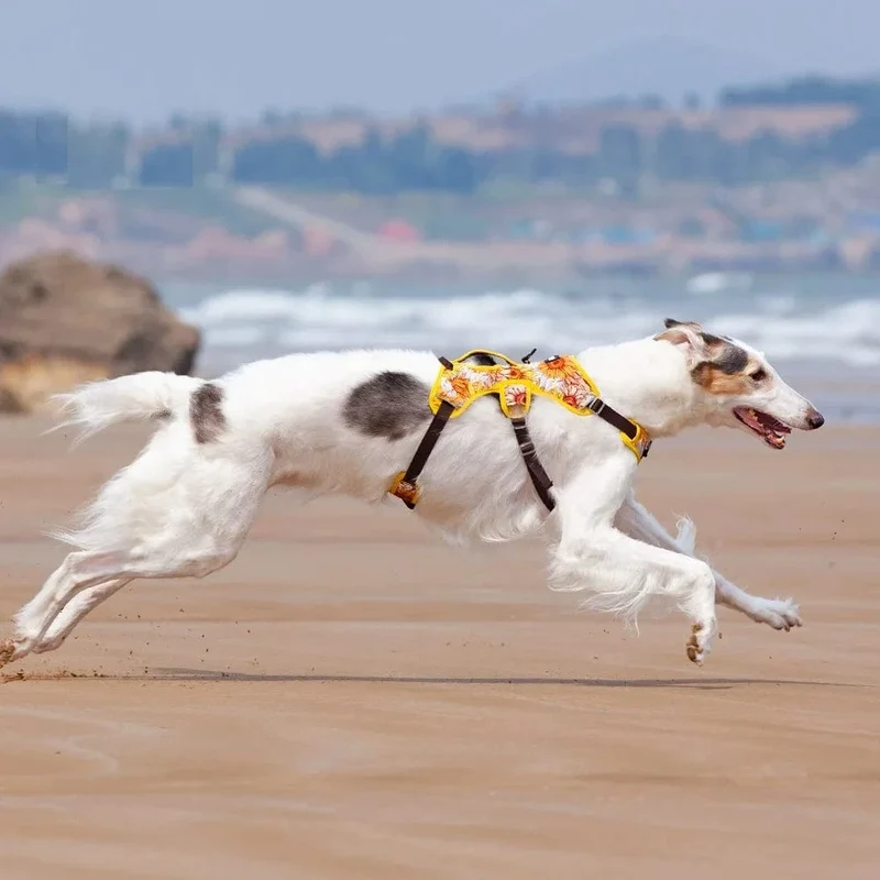 Harnais anti traction chien réglable et réfléchissant pour tous les tailles