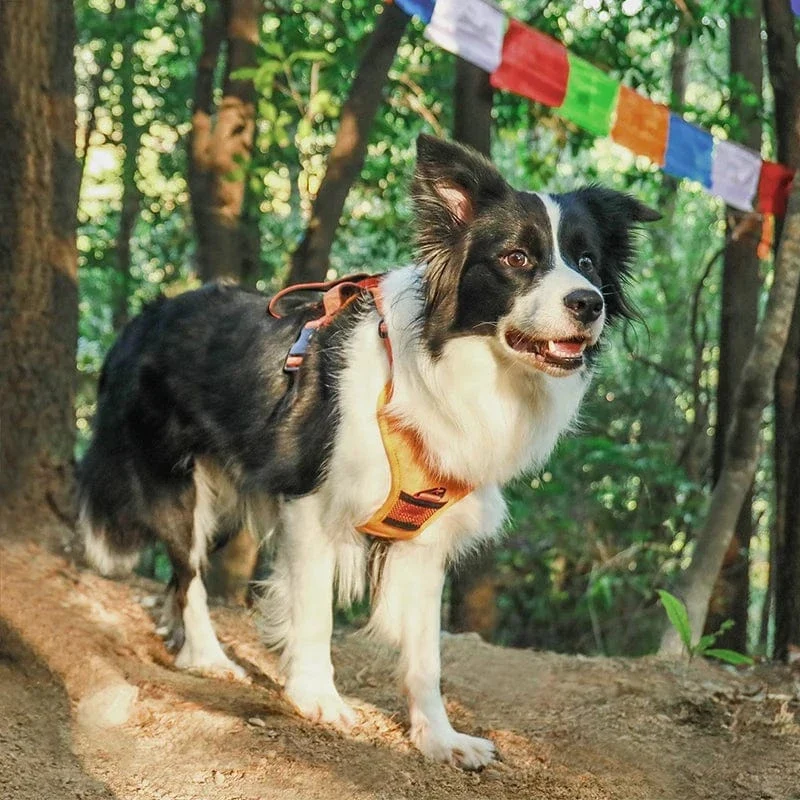 Sac à dos portable pour animaux avec harnais anti-traction chien - Ensemble de voyage pratique