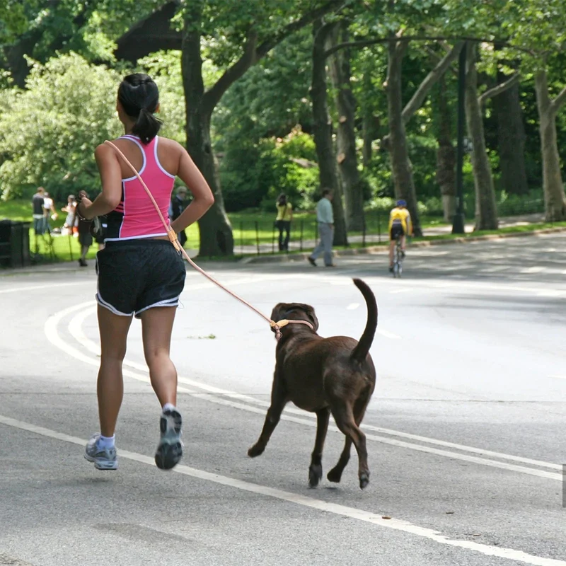 Laisse pour chien multifonctionnelle ajustable et mains libres