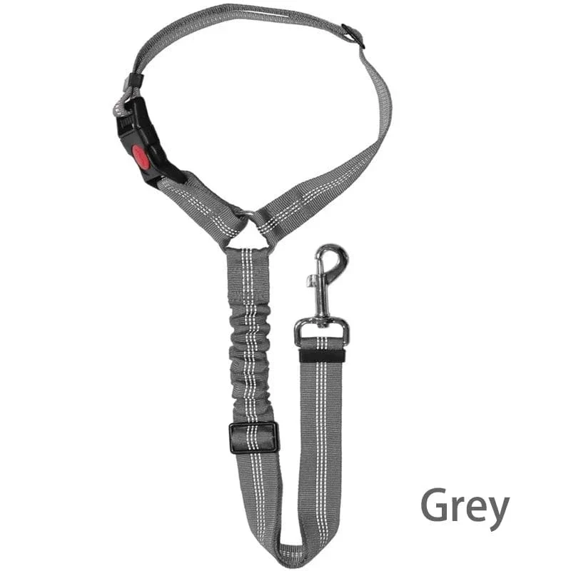 Laisse pour chien : harnais, ceinture de sécurité et accessoires