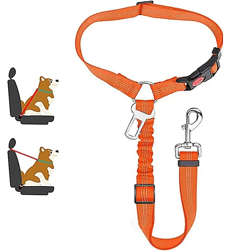 Laisse pour chien : harnais, ceinture de sécurité et accessoires