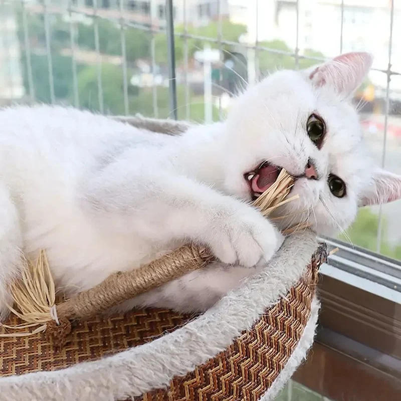 Bâtonnets dentaires naturels pour chats
