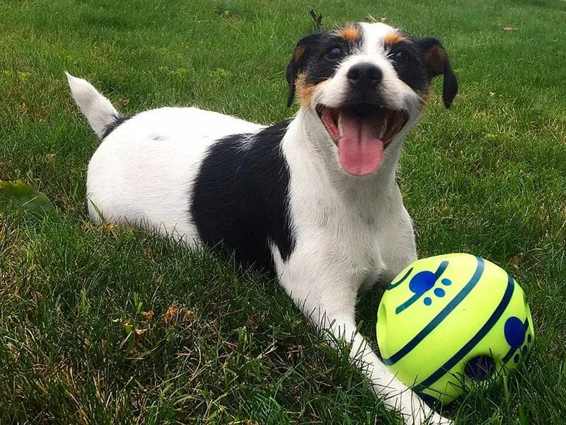 Ballon interactif auto-roulant pour chiens