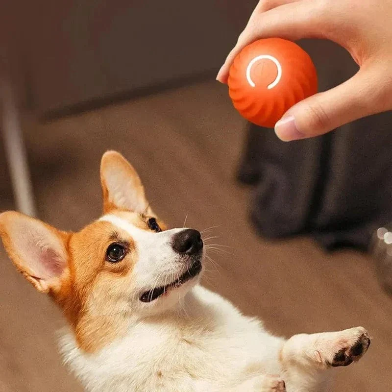 Jouet interactif roulant pour chien