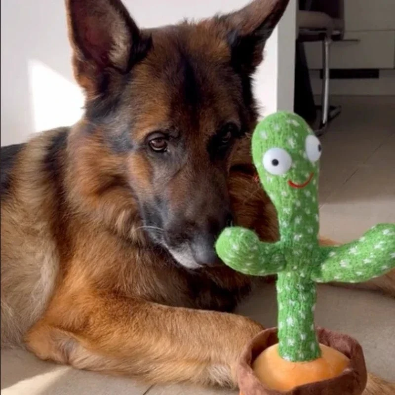 Cactus interactif pour chiens : plaisir garanti !