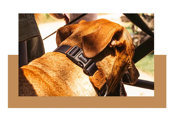 ZEE.DOG COLLAR PATAGONIA