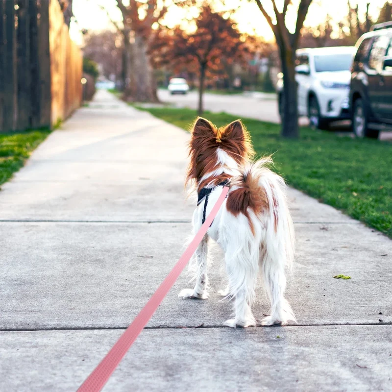 Laisse pour chien antidérapante et imperméable