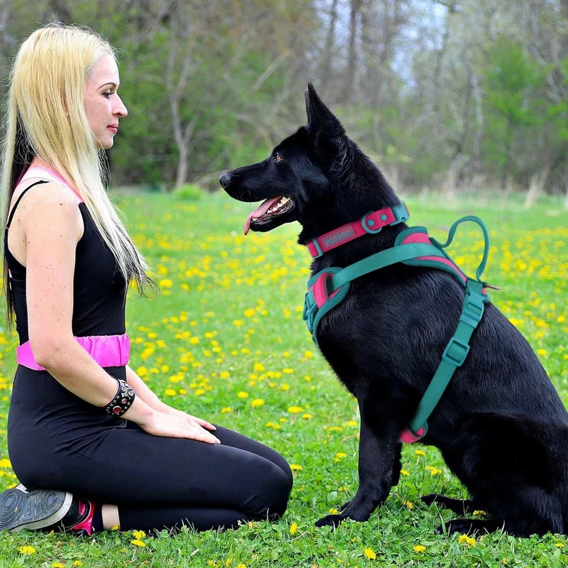 Harnais pour chien respirant et ajustable, idéal pour petits et grands chiens