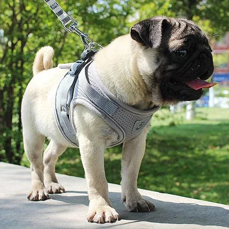 Harnais pour chien réglable en maille avec laisse et collier
