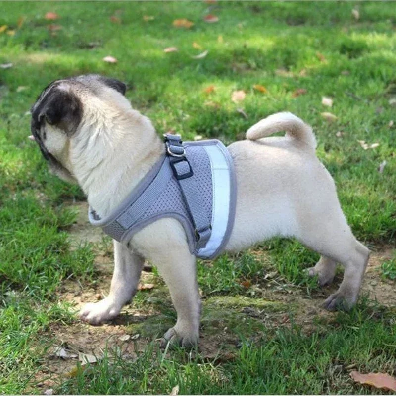 Harnais pour chien réglable en maille avec laisse et collier