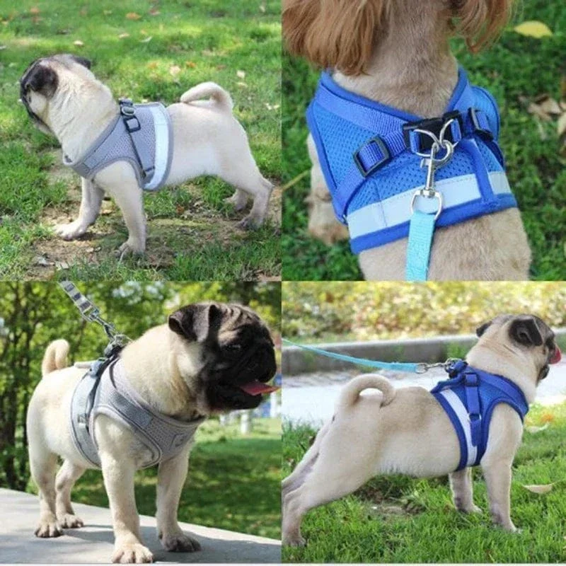 Harnais pour chien réglable en maille avec laisse et collier