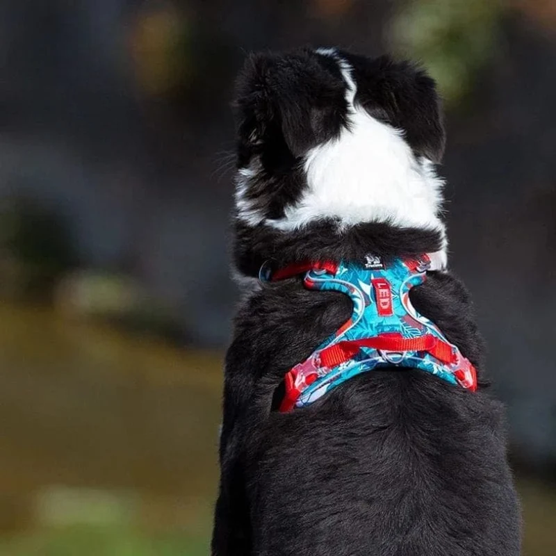 Harnais pour chien Confortable et Résistant