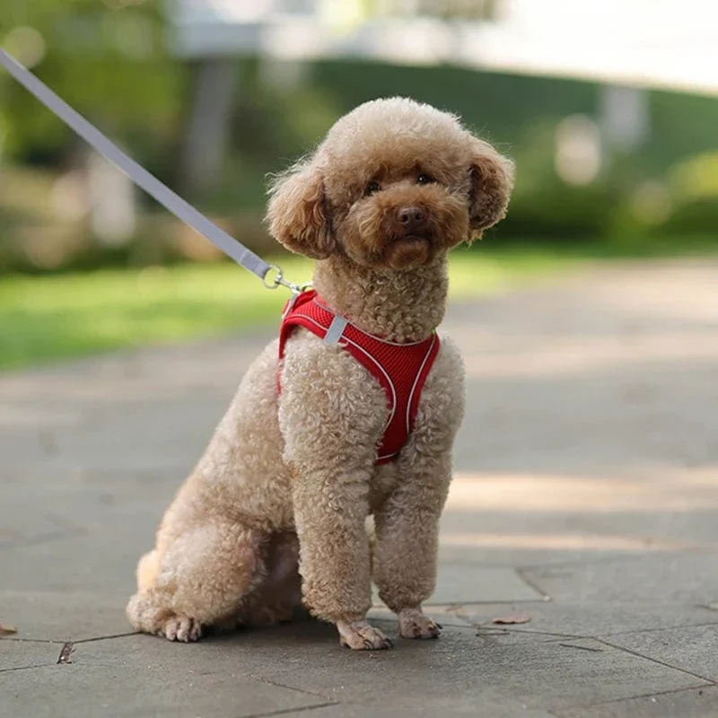 Harnais pour chien doux et ajustable avec laisse