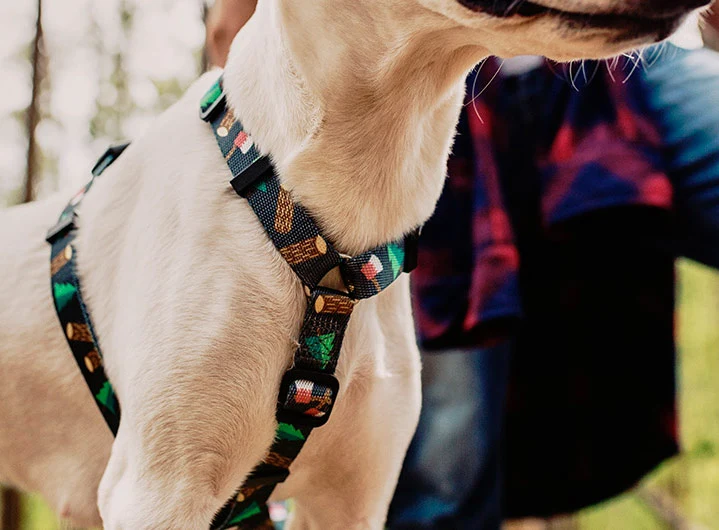 Zee.Dog Woods H Harness