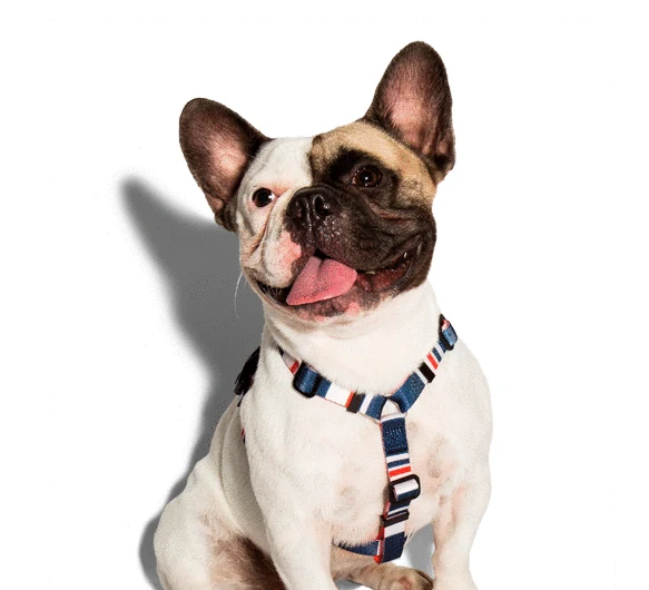 Zee.Dog Rocket H Harness