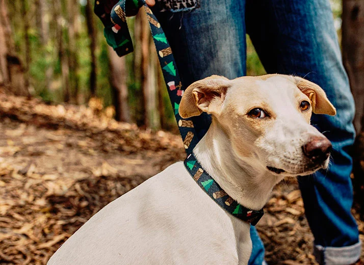 ZEE.DOG COLLAR WOODS