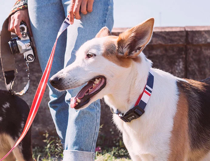 ZEE.DOG COLLAR ROCKET