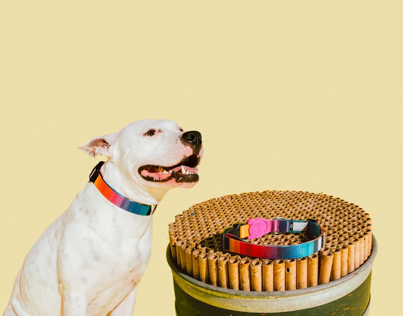 ZEE.DOG COLLAR PRISMA