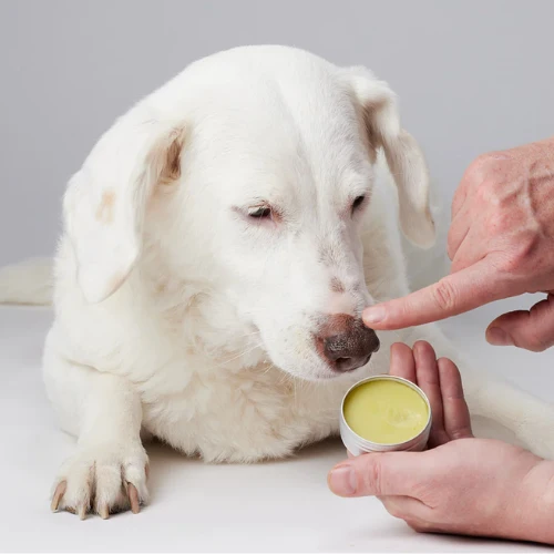 BALSAMO DE CBD PARA PERROS CANDID TAILS
