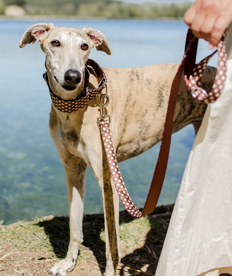 Collar para Galgo Textura Garbet