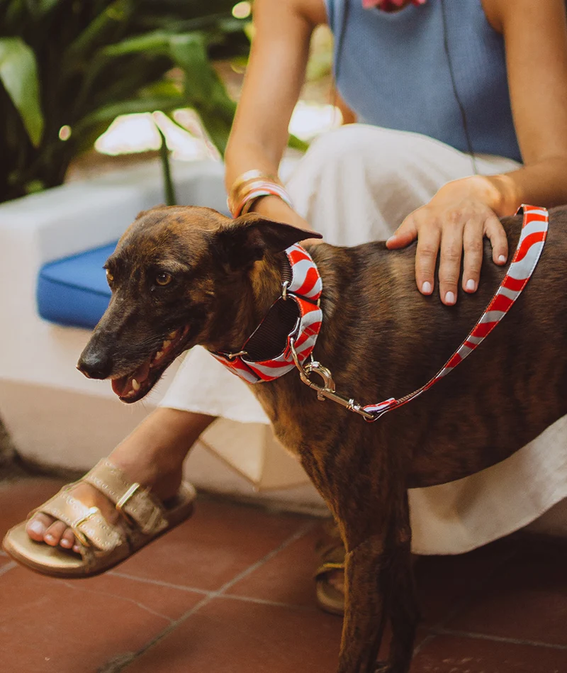 Collar para Galgo Malniu